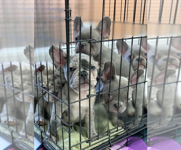 Medium Photo #21 French Bulldog Puppy For Sale in SACRAMENTO, CA, USA