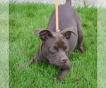 Small #5 Boglen Terrier