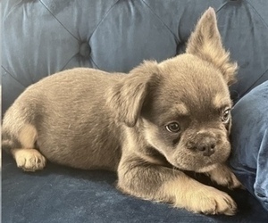 French Bulldog Puppy for sale in ANCHORAGE, AK, USA