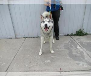 Siberian Husky Dogs for adoption in Louisville, KY, USA