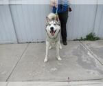 Small Siberian Husky