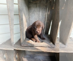 Labrador Retriever Puppy for Sale in SAINT JAMES, Missouri USA