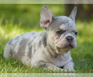 French Bulldog Puppy for sale in BOSTON, MA, USA