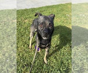 Chihuahua Dogs for adoption in Riverside, CA, USA