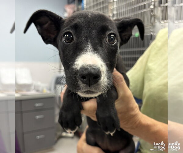 Medium Photo #4 Dachshund-Retriever  Mix Puppy For Sale in Washington, DC, USA