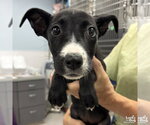 Small #3 Dachshund-Retriever  Mix