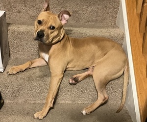 American Bully Puppy for sale in BOWIE, MD, USA