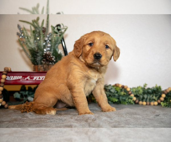 Medium Photo #3 Golden Retriever Puppy For Sale in WOLCOTTVILLE, IN, USA