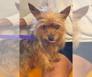 Mutt Dogs for adoption in Rancho Cucamonga, CA, USA