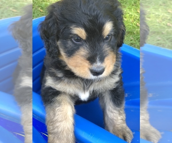 Medium Photo #13 Bernedoodle Puppy For Sale in STEWARTSVILLE, NJ, USA