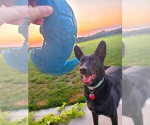 Colby - Male German Shepherd Dog Dog for Adoption - Photo #4