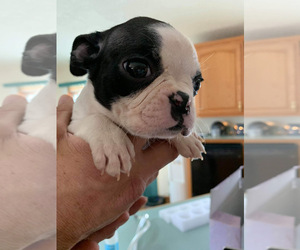 Boston Terrier Puppy for sale in NEW LONDON, IA, USA