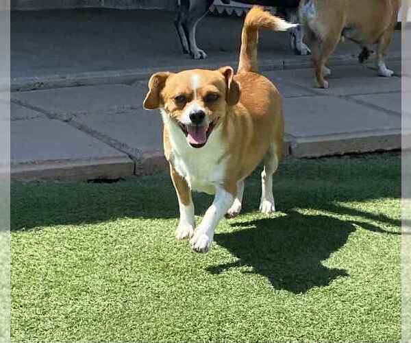 Medium Photo #4 Chihuahua-Unknown Mix Puppy For Sale in La Verne, CA, USA