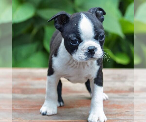 Medium Photo #3 Boston Terrier Puppy For Sale in MANHEIM, PA, USA