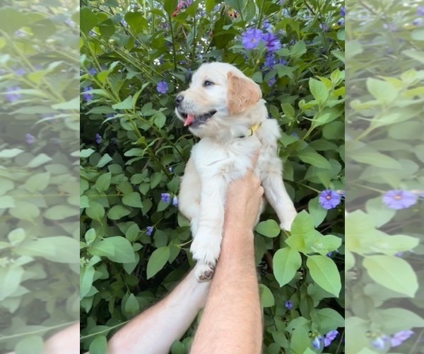 Medium Photo #3 Golden Retriever Puppy For Sale in CLOVERDALE, CA, USA