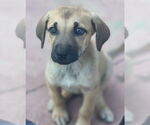 Small #1 Mutt