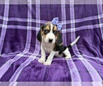 Small #5 Beagle