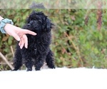 Small #37 Poodle (Miniature)