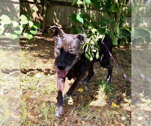 Chickory - Female Mutt Dog for Adoption - Photo #7