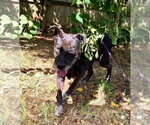 Small Photo #7 Mutt Puppy For Sale in Jackson, MS, USA