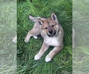 Shikoku Puppy for sale in SAINT PETERSBURG, FL, USA