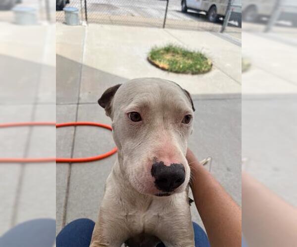 Medium Photo #1 American Pit Bull Terrier-Unknown Mix Puppy For Sale in Tulsa, OK, USA