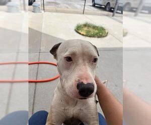 American Pit Bull Terrier-Unknown Mix Dogs for adoption in Tulsa, OK, USA