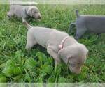 Small Photo #6 Weimaraner Puppy For Sale in SOCIAL CIRCLE, GA, USA