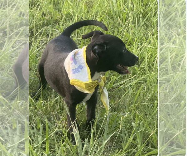 Medium Photo #7 Labrador Retriever-Unknown Mix Puppy For Sale in Oakhurst, NJ, USA