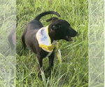 Small #6 Labrador Retriever Mix