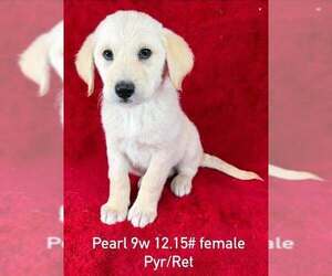 Great Pyrenees-Retriever  Mix Dogs for adoption in Brewster, NY, USA