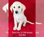 Small Great Pyrenees-Retriever  Mix