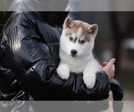 Small Photo #1 Siberian Husky Puppy For Sale in AUSTIN, TX, USA