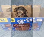 Small Photo #142 Yorkshire Terrier Puppy For Sale in AKRON, OH, USA