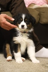 Miniature Australian Shepherd Puppy for sale in CHICAGO, IL, USA