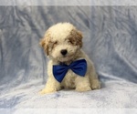 Small #2 Bichpoo