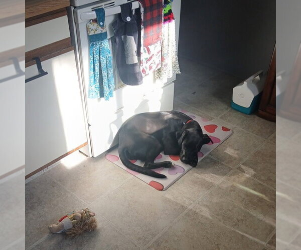 Medium Photo #13 Labrador Retriever-Unknown Mix Puppy For Sale in Fargo, ND, USA