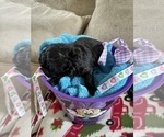 Small Photo #11 Poodle (Toy) Puppy For Sale in MURFREESBORO, TN, USA