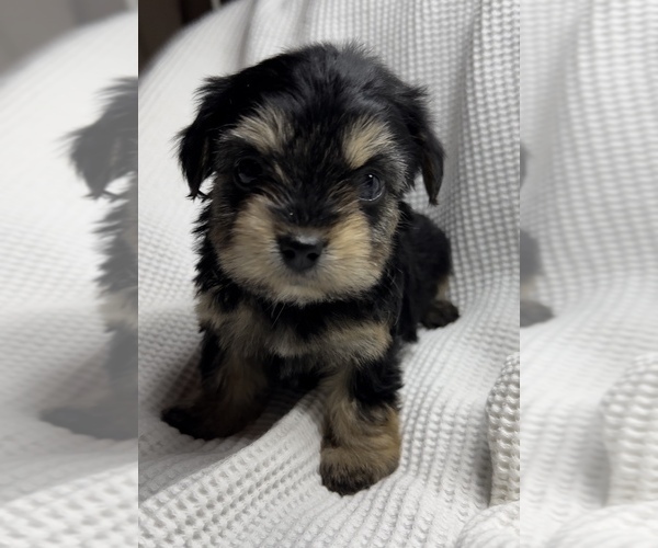 Medium Photo #1 Poodle (Toy)-Yorkshire Terrier Mix Puppy For Sale in OWENSBORO, KY, USA