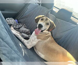 Great Dane-Otterhound Mix Dogs for adoption in Dallas, TX, USA