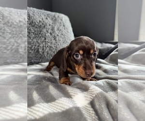 Medium Dachshund