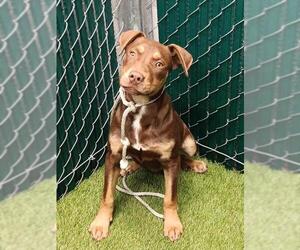 Mutt Dogs for adoption in Downey, CA, USA