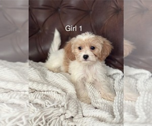 Medium Cavapoo