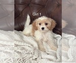 Puppy Puppy 3 Cavapoo