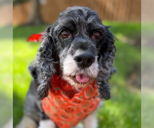 Angel - Female Cocker Spaniel Dog for Adoption - Photo #3