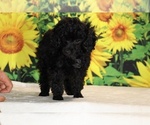Pedro - Male Poodle (Toy) Puppy for Sale - Photo #22