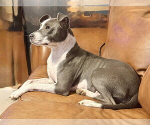 Labrador Retriever-Unknown Mix Dogs for adoption in The Woodlands, TX, USA