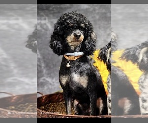 Father of the Bernedoodle (Miniature) puppies born on 07/30/2026