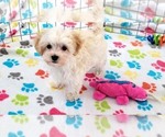 Small #4 Maltese-Poodle (Toy) Mix