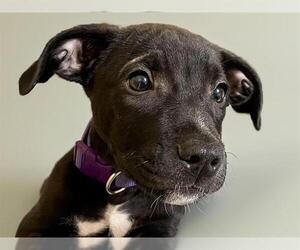 American Pit Bull Terrier-Unknown Mix Dogs for adoption in Tulsa, OK, USA